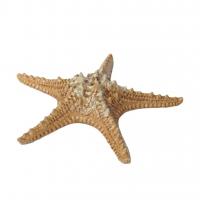 Блюдо для подачи 28*28 см h6 см 100 мл Pearl Starfish Frutti di Mare P.L. [1] - 3 фото