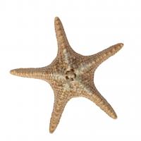 Блюдо для подачи 28*28 см h6 см 100 мл Pearl Starfish Frutti di Mare P.L. [1] - 4 фото